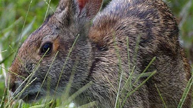 Tải game Warhammer 40000 Dawn of War Definitive Edition-FLT